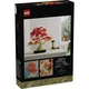 Japanese Red Maple Bonsai Tree 10348 thumbnail-12