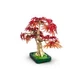 Japanese Red Maple Bonsai Tree 10348 thumbnail-13