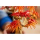 Japanese Red Maple Bonsai Tree 10348 thumbnail-15