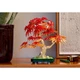 Japanese Red Maple Bonsai Tree 10348 thumbnail-17