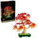 Japanese Red Maple Bonsai Tree 10348 thumbnail-0
