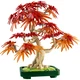 Japanese Red Maple Bonsai Tree 10348 thumbnail-1