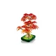 Japanese Red Maple Bonsai Tree 10348 thumbnail-3