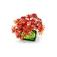 Japanese Red Maple Bonsai Tree 10348 thumbnail-4