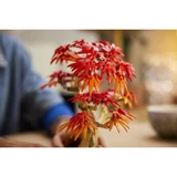 LEGO® Botanicals Japanese Red Maple Bonsai Tree 10348 (8/18)