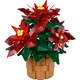 Weihnachtsstern 10370 thumbnail-1