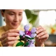 Hibiskus 10372 thumbnail-9