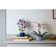 Hibiskus 10372 thumbnail-10