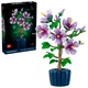 Hibiskus 10372 thumbnail-0
