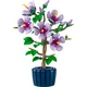Hibiskus 10372 thumbnail-1