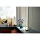 Hibiskus 10372 thumbnail-2