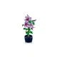 Hibiskus 10372 thumbnail-6