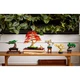 Mini Bonsai Trees 10373 thumbnail-13