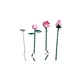 Bouquet of Pink Roses 10374 thumbnail-8 Bouquet of Pink Roses 10374 thumbnail-8