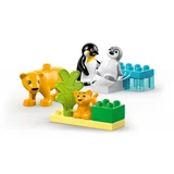 LEGO® DUPLO Wild Animal Families: Penguins & Lions 10442 (3/9) LEGO® DUPLO Wild Animal Families: Penguins & Lions 10442 (3/9)