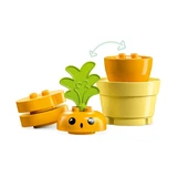 LEGO® DUPLO® Wachsende Karotte 10981 (4/7)