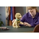 Golden Retriever Welpe 11384 thumbnail-9