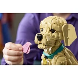 LEGO® Icons Golden retriever puppy 11384 (12/21)