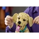 Golden Retriever Welpe 11384 thumbnail-13