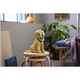 Golden Retriever Welpe 11384 thumbnail-15
