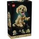 Golden Retriever Welpe 11384 thumbnail-17