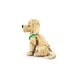 Golden Retriever Welpe 11384 thumbnail-18
