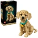 Golden Retriever Welpe 11384 thumbnail-0