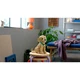 Golden Retriever Welpe 11384 thumbnail-19