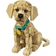 Golden Retriever Welpe 11384 thumbnail-20