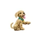 Golden Retriever Welpe 11384 thumbnail-3