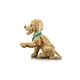 Golden Retriever Welpe 11384 thumbnail-4