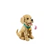 Golden Retriever Welpe 11384 thumbnail-5