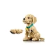 Golden Retriever Welpe 11384 thumbnail-6