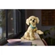 Golden Retriever Welpe 11384 thumbnail-8