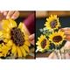 Boeket met zonnebloemen 11502 thumbnail-27 Boeket met zonnebloemen 11502 thumbnail-27