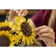Boeket met zonnebloemen 11502 thumbnail-8 Boeket met zonnebloemen 11502 thumbnail-8