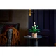 Friedenslilie 11504 thumbnail-10