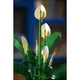 Friedenslilie 11504 thumbnail-12