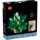 Friedenslilie 11504 thumbnail-14