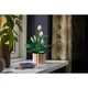 Friedenslilie 11504 thumbnail-2