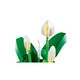 Friedenslilie 11504 thumbnail-4