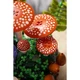 Bospaddenstoelen 11505 thumbnail-11 Bospaddenstoelen 11505 thumbnail-11
