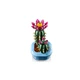 Flowering Cactus 11509 thumbnail-4