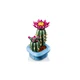 Flowering Cactus 11509 thumbnail-5