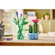 Flowering Cactus 11509 thumbnail-8