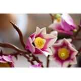 LEGO® Botanicals Magnolia Branches 11510 (12/40) LEGO® Botanicals Magnolia Branches 11510 (12/40)