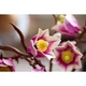 Magnoliatakken 11510 thumbnail-11