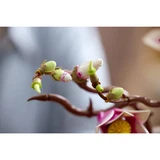LEGO® Botanicals Magnolia Branches 11510 (13/40) LEGO® Botanicals Magnolia Branches 11510 (13/40)