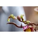 Magnoliatakken 11510 thumbnail-12