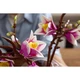 Magnoliatakken 11510 thumbnail-14